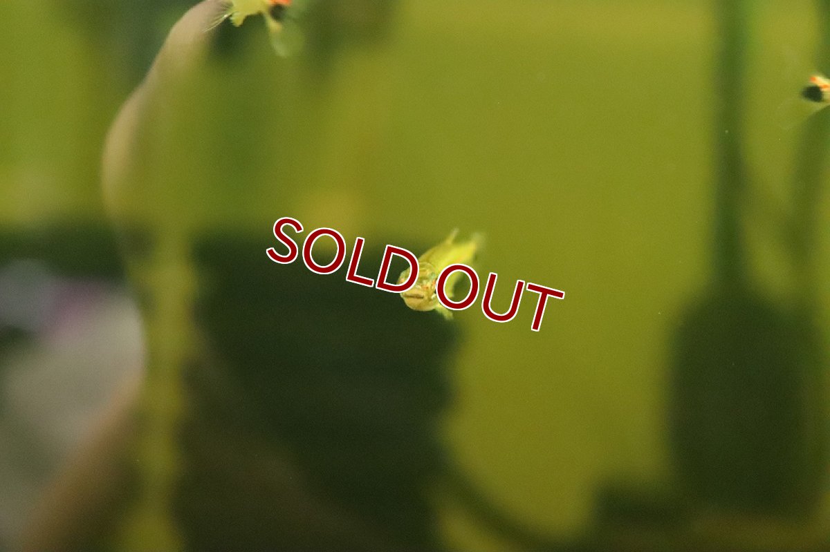 画像3: 【淡水魚】大特価 レッドラインイグアノディクタス コロンビア産 ワイルド【１匹 サンプル画像】(珍カラ)(生体)(熱帯魚)NKCK (3)