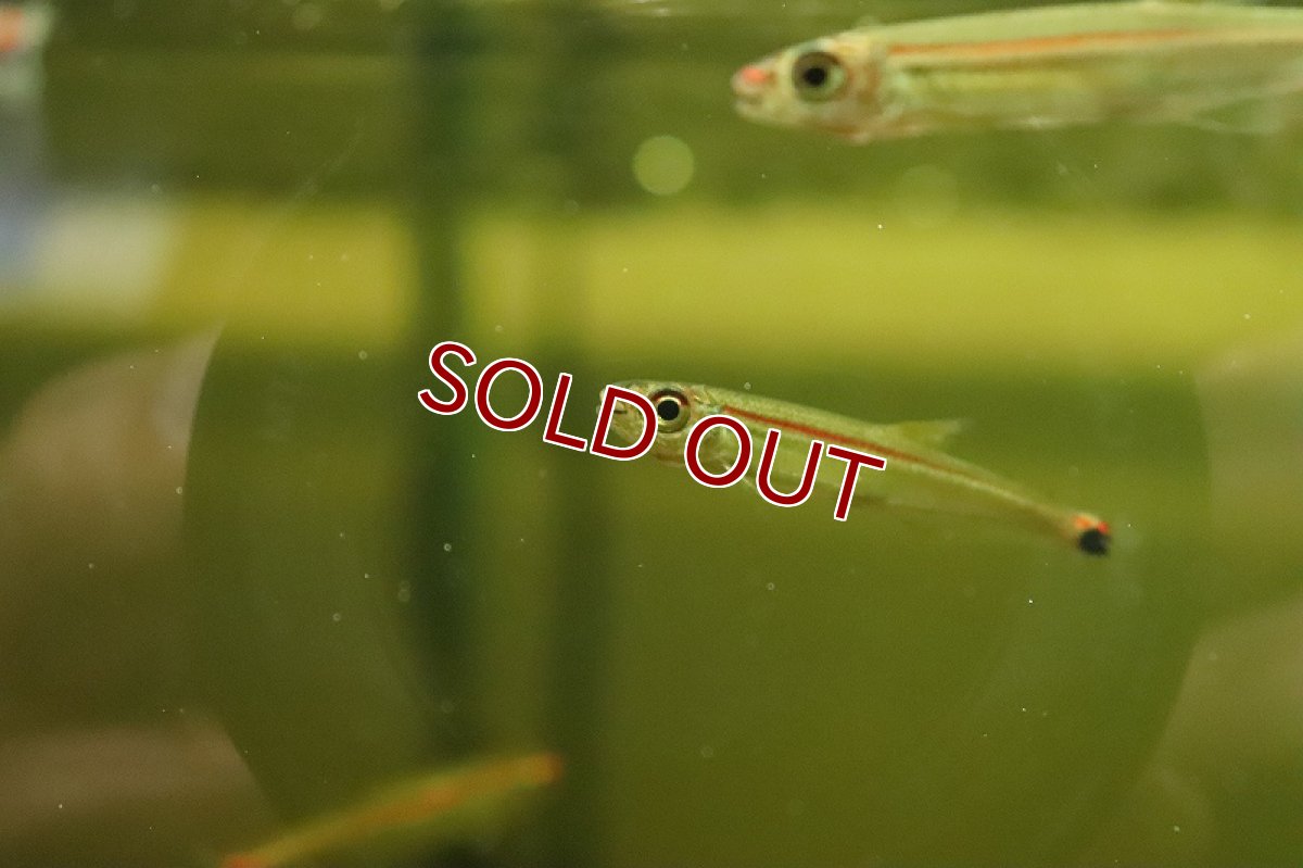 画像4: 【淡水魚】大特価 レッドラインイグアノディクタス コロンビア産 ワイルド【１匹 サンプル画像】(珍カラ)(生体)(熱帯魚)NKCK (4)