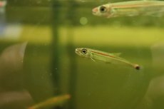 画像4: 【淡水魚】【通販】大特価 レッドラインイグアノディクタス コロンビア産 ワイルド【１匹 サンプル画像】(珍カラ)(生体)(熱帯魚)NKCK (4)