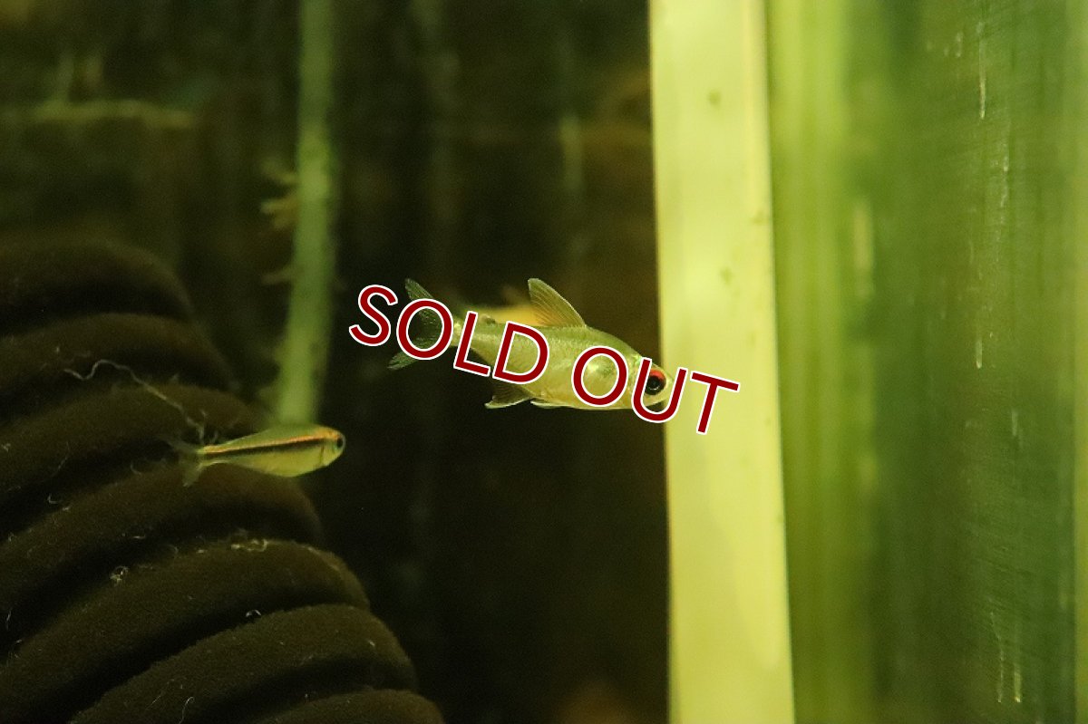 画像2: 【淡水魚】オジョロジョテトラ ワイルド【１匹 サンプル画像】(珍カラ)(生体)(熱帯魚)NKCK (2)