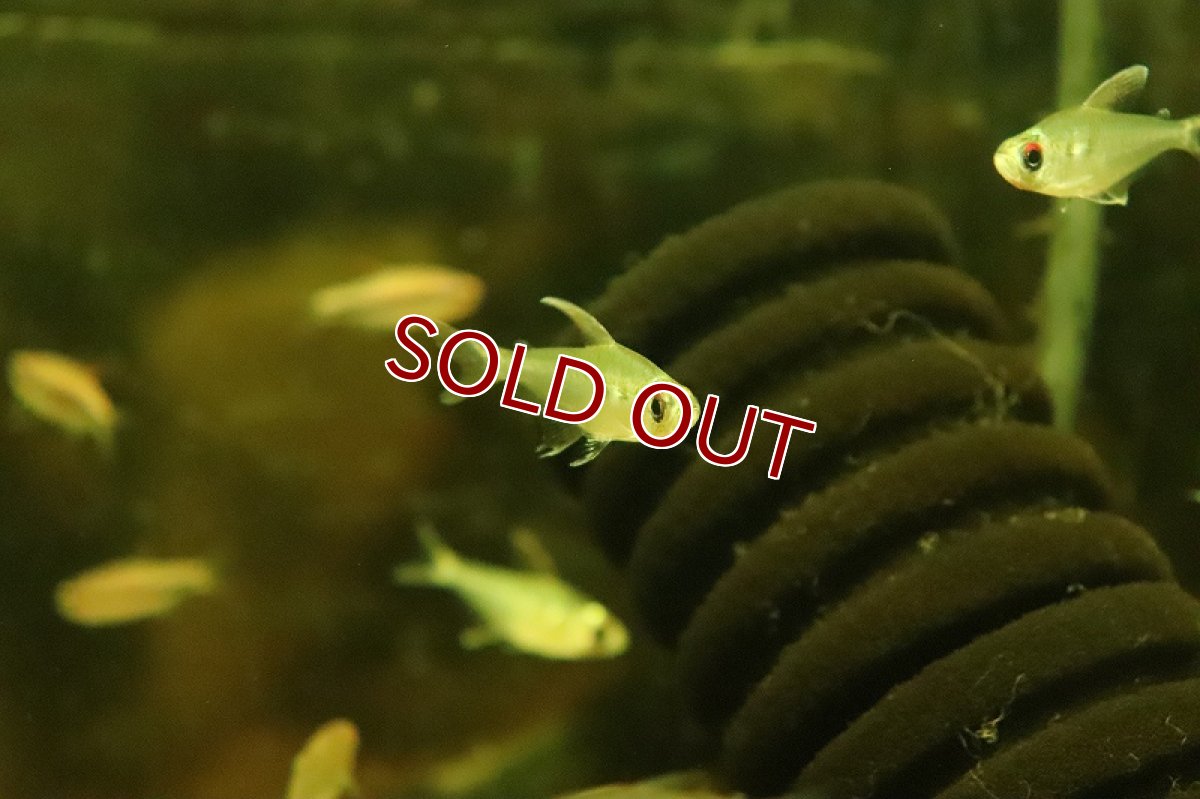 画像3: 【淡水魚】オジョロジョテトラ ワイルド【１匹 サンプル画像】(珍カラ)(生体)(熱帯魚)NKCK (3)