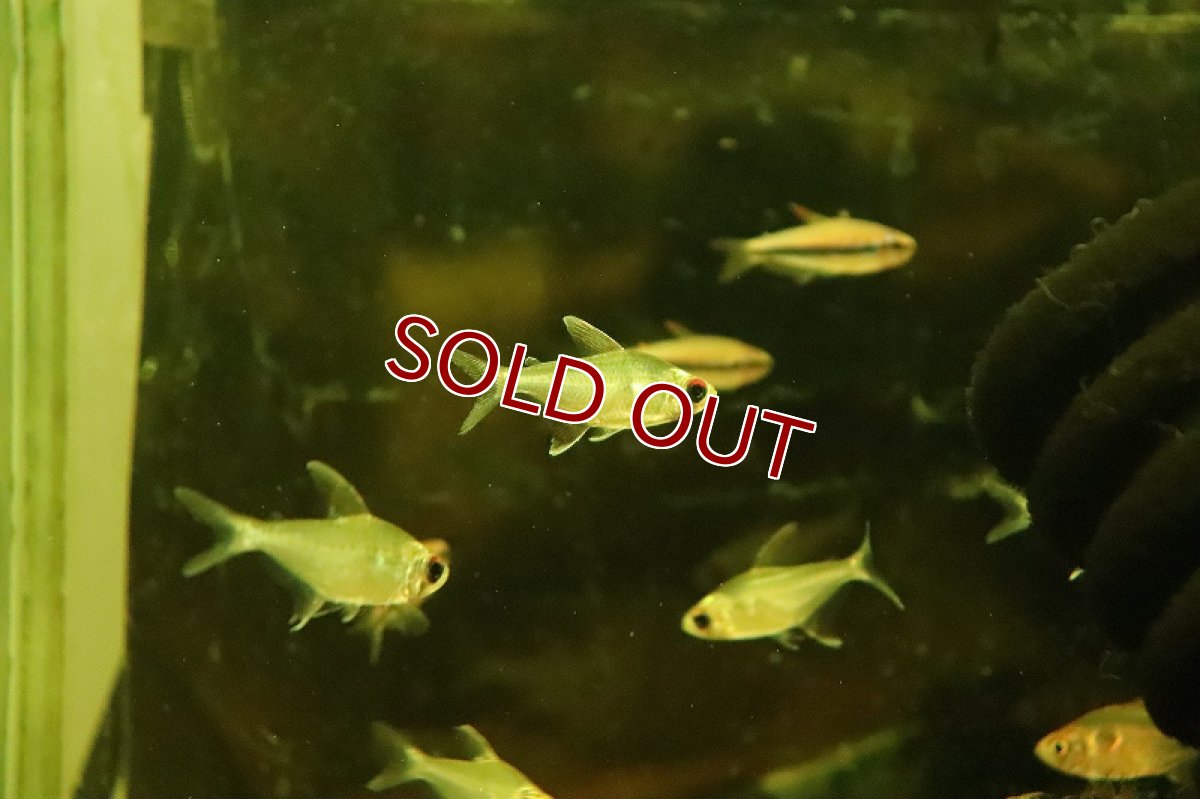 画像4: 【淡水魚】オジョロジョテトラ ワイルド【１匹 サンプル画像】(珍カラ)(生体)(熱帯魚)NKCK (4)