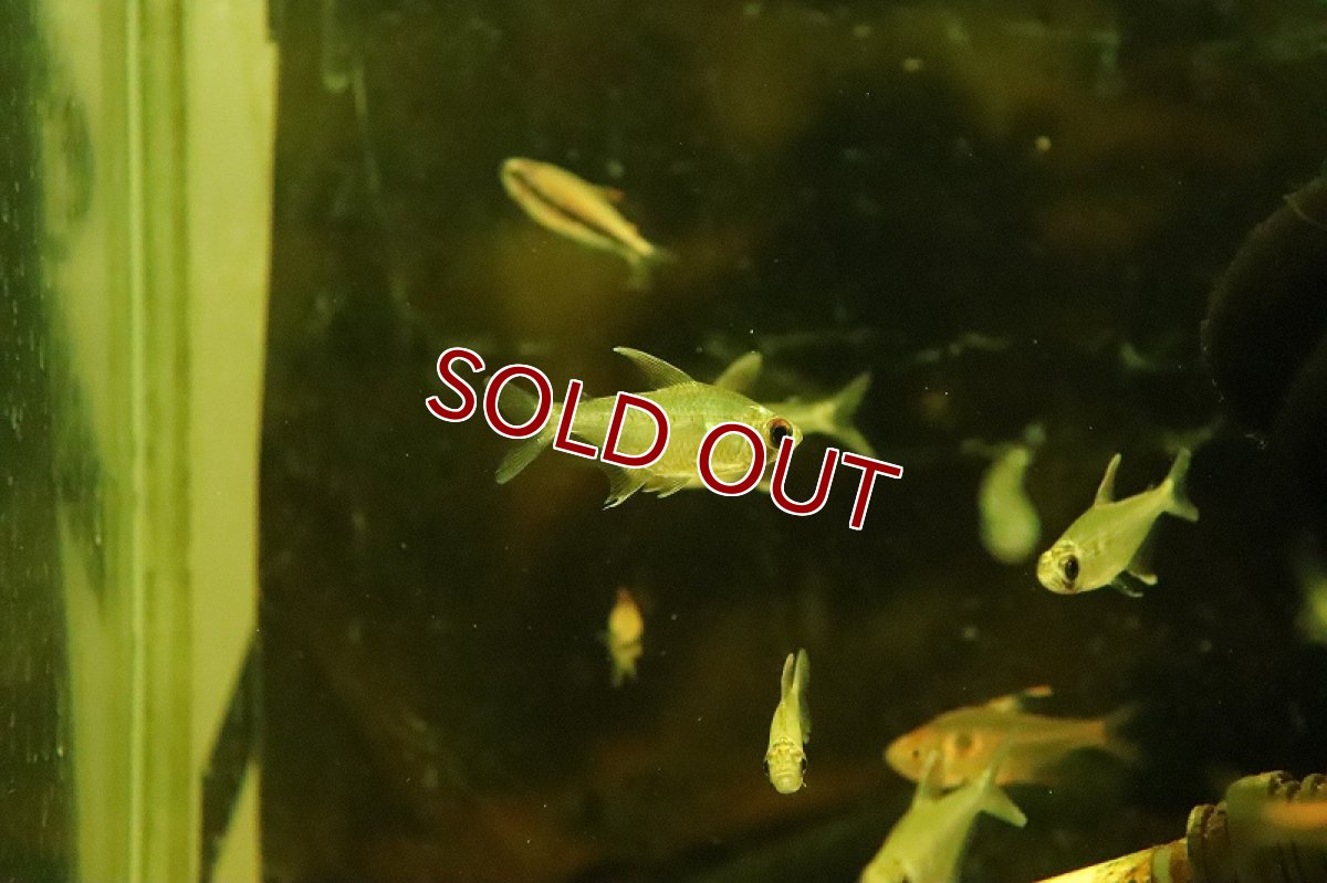 画像5: 【淡水魚】オジョロジョテトラ ワイルド【１匹 サンプル画像】(珍カラ)(生体)(熱帯魚)NKCK (5)