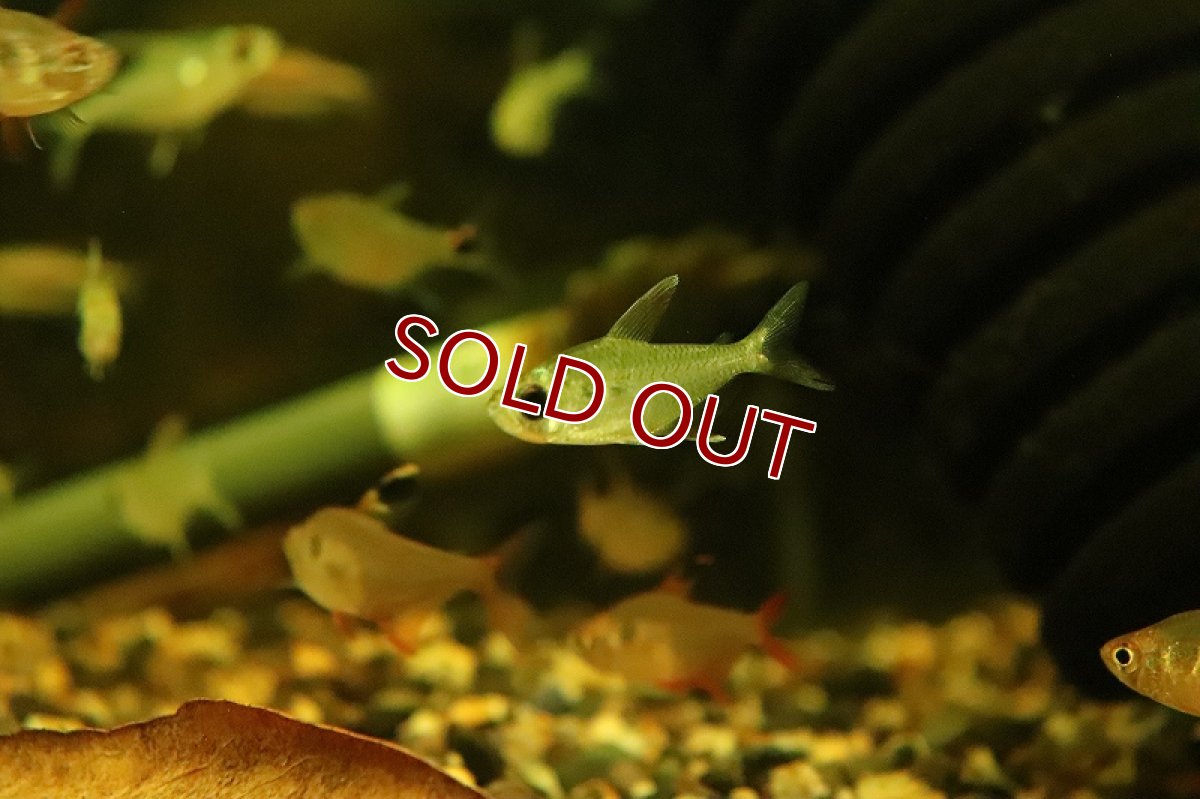 画像6: 【淡水魚】オジョロジョテトラ ワイルド【１匹 サンプル画像】(珍カラ)(生体)(熱帯魚)NKCK (6)