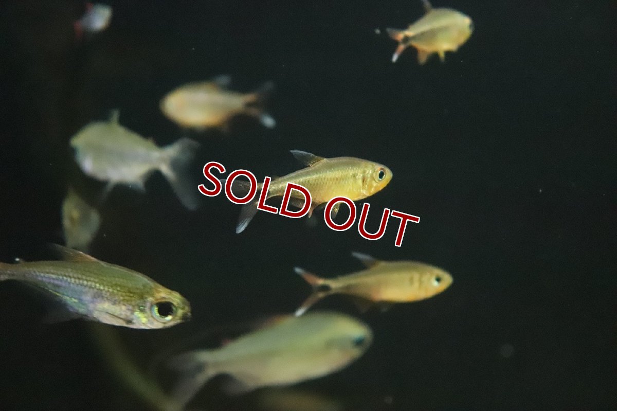 画像2: 【淡水魚】カーニバルテトラ リオ トカンチンス産 ワイルド【１匹 サンプル画像】(珍カラ)(生体)(熱帯魚)NKCK (2)