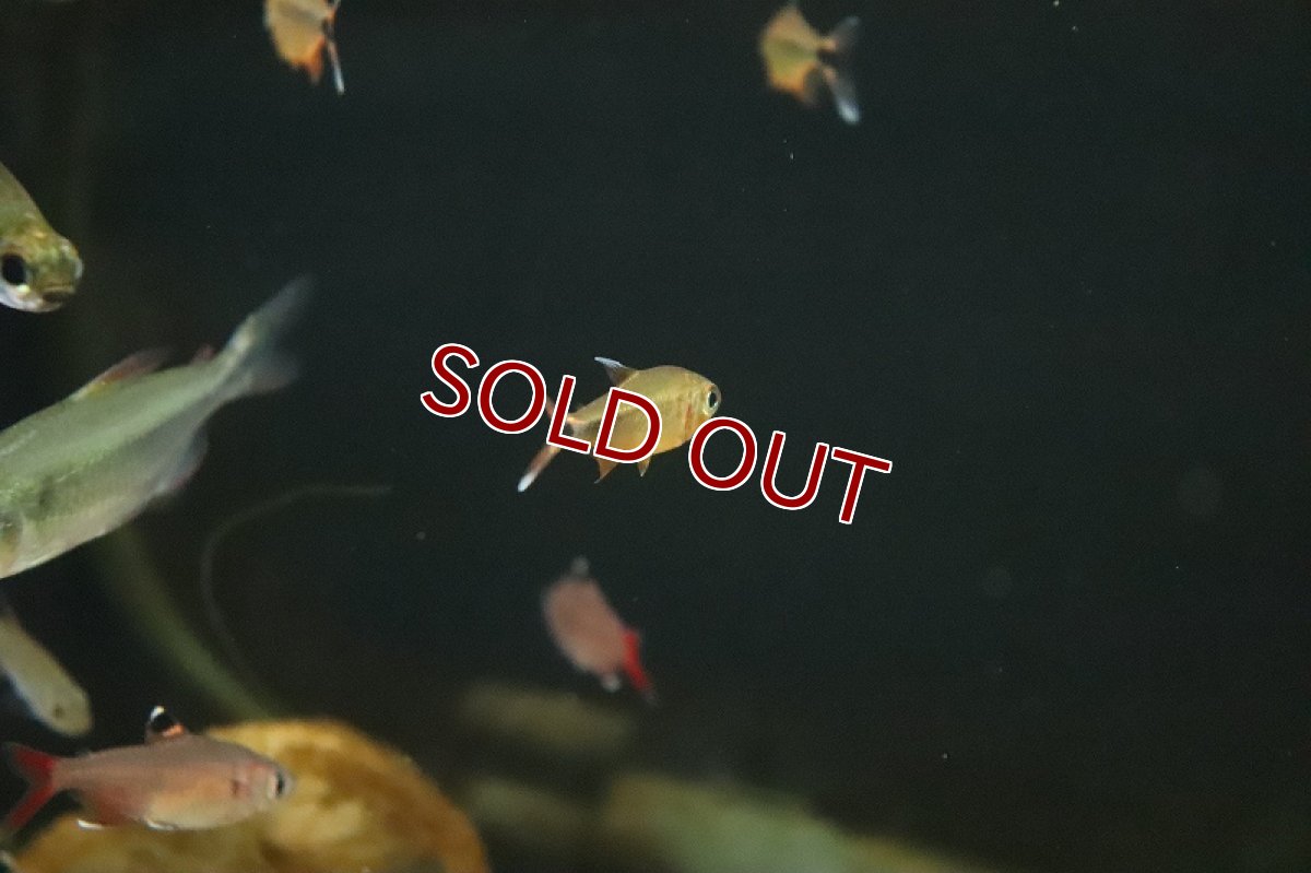 画像3: 【淡水魚】カーニバルテトラ リオ トカンチンス産 ワイルド【１匹 サンプル画像】(珍カラ)(生体)(熱帯魚)NKCK (3)