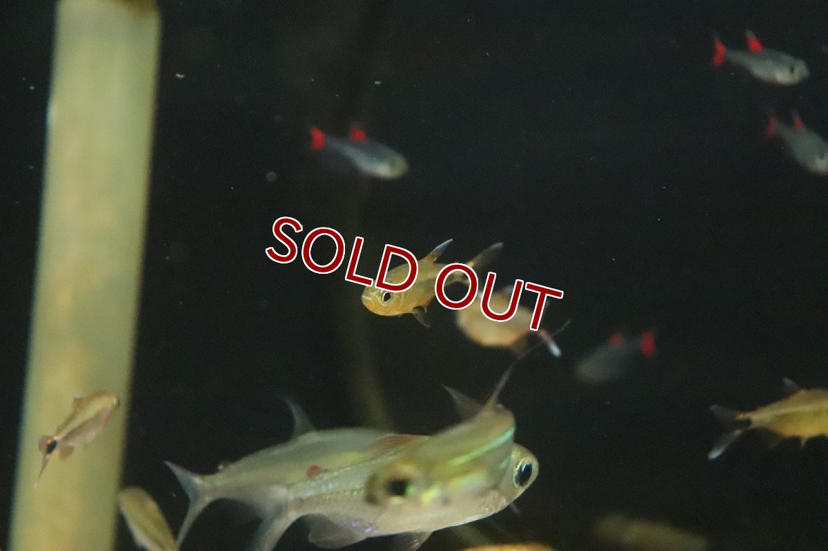 画像4: 【淡水魚】カーニバルテトラ リオ トカンチンス産 ワイルド【１匹 サンプル画像】(珍カラ)(生体)(熱帯魚)NKCK (4)