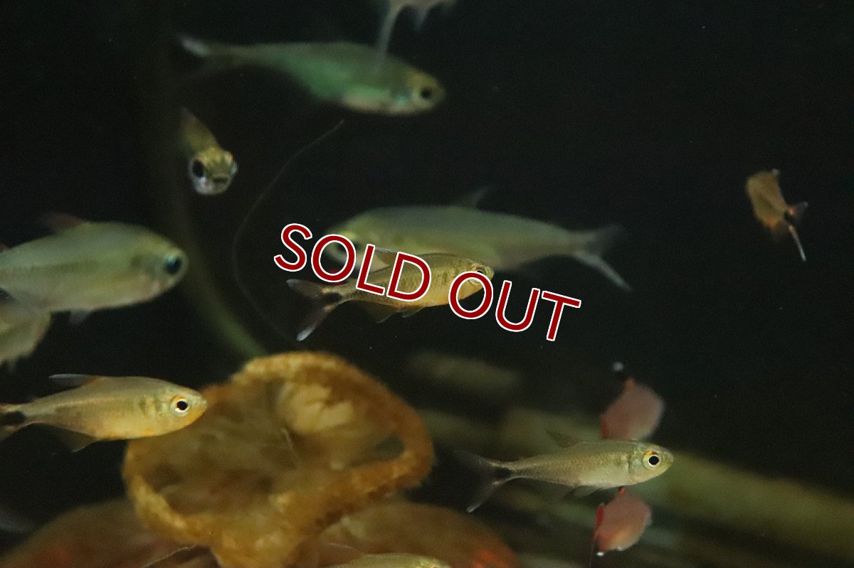 画像5: 【淡水魚】カーニバルテトラ リオ トカンチンス産 ワイルド【１匹 サンプル画像】(珍カラ)(生体)(熱帯魚)NKCK (5)