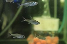 画像2: 【淡水魚】【通販】変わり種 ブリード ゴールデンテトラ【１匹 サンプル画像】(珍カラ)(生体)(熱帯魚)NKCK (2)