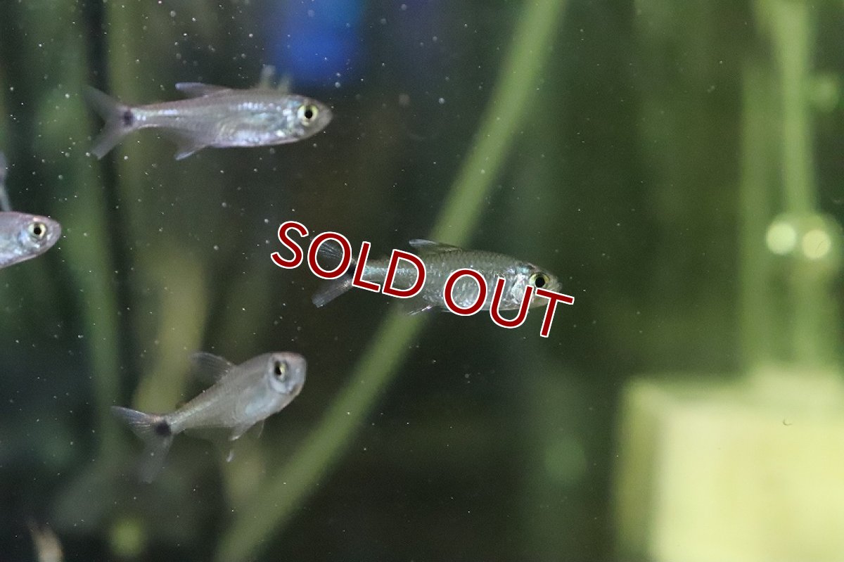画像3: 【淡水魚】変わり種 ブリード ゴールデンテトラ【1匹 サンプル画像】(珍カラ)(生体)(熱帯魚)NKCK (3)