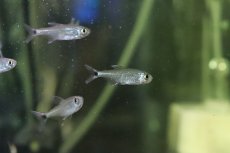 画像3: 【淡水魚】【通販】変わり種 ブリード ゴールデンテトラ【１匹 サンプル画像】(珍カラ)(生体)(熱帯魚)NKCK (3)