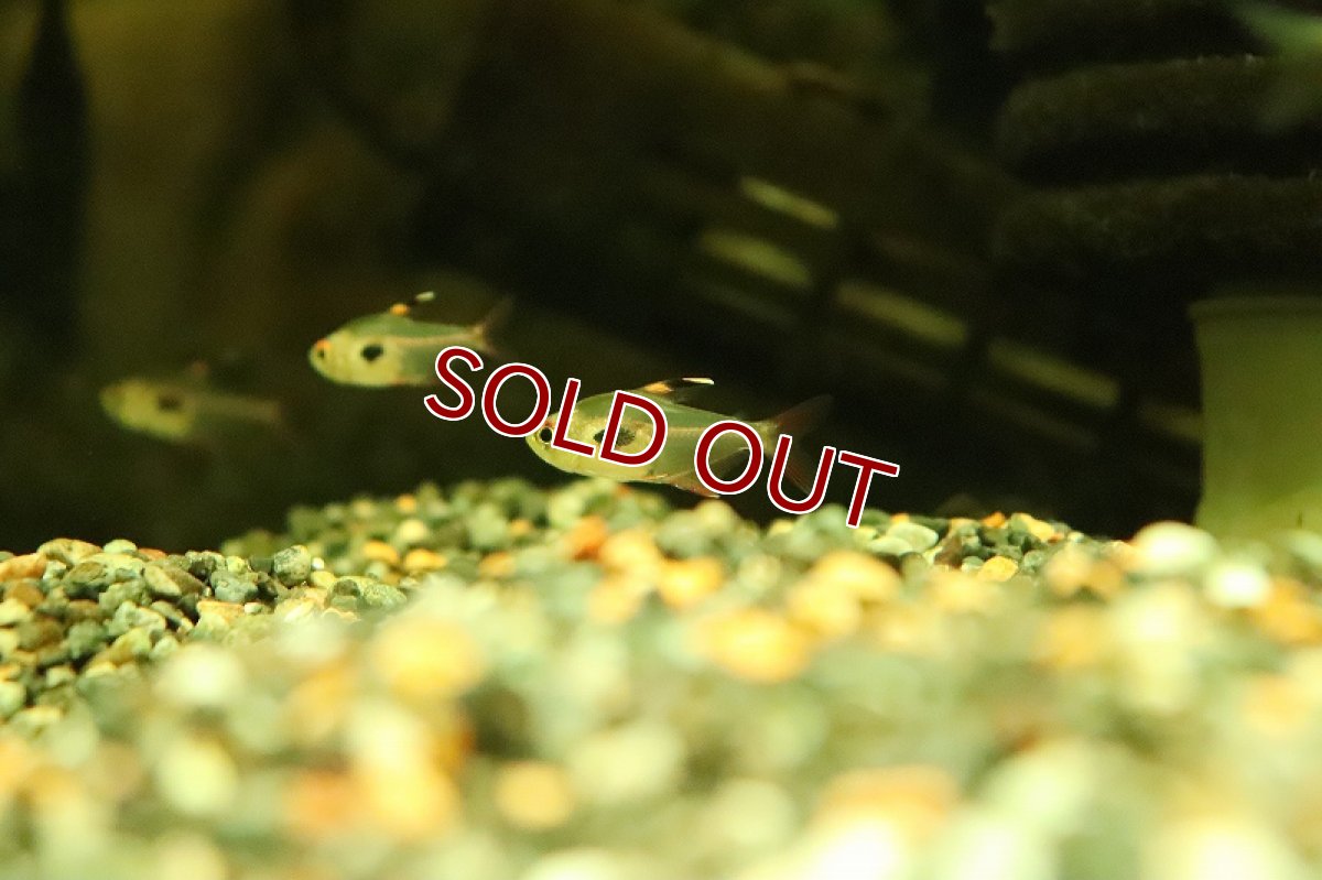 画像2: 【淡水魚】【通販】大特価 ハイフェソブリコン エピカリス リオネグロ産 ワイルド【１匹 サンプル画像】(珍カラ)(生体)(熱帯魚)NKCK (2)