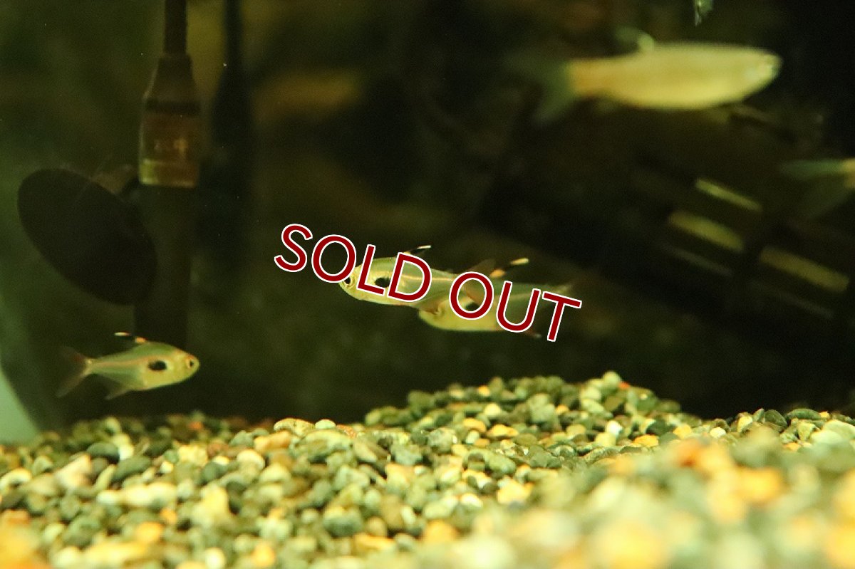 画像3: 【淡水魚】【通販】大特価 ハイフェソブリコン エピカリス リオネグロ産 ワイルド【１匹 サンプル画像】(珍カラ)(生体)(熱帯魚)NKCK (3)