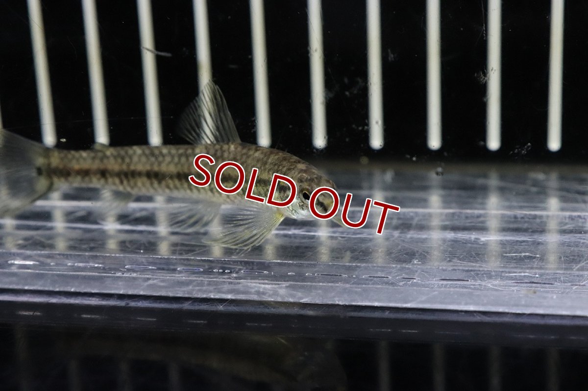 画像2: 【淡水魚】激レア 初入荷 エロンガータダータテトラ シングー河上流域サンフェリックス産 ワイルド【１匹 サンプル画像】(生体)(熱帯魚)NKCK (2)