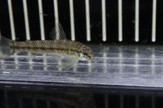 画像2: 【淡水魚】【通販】激レア 初入荷 エロンガータダータテトラ シングー河上流域サンフェリックス産 ワイルド【１匹 サンプル画像】(生体)(熱帯魚)NKCK (2)