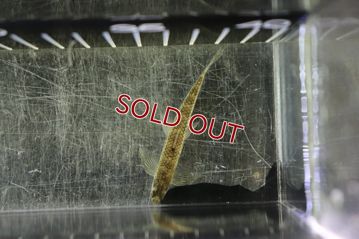 画像3: 【淡水魚】激レア 初入荷 エロンガータダータテトラ シングー河上流域サンフェリックス産 ワイルド【１匹 サンプル画像】(生体)(熱帯魚)NKCK (3)