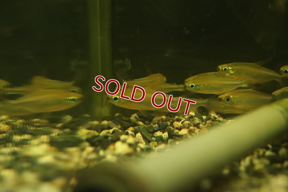 画像2: 【淡水魚】【通販】激爆安 激レア フェニックスコンゴテトラ KWILUリバー産 ワイルド【１匹 サンプル画像】(珍カラ)(生体)(熱帯魚)NKCK (2)