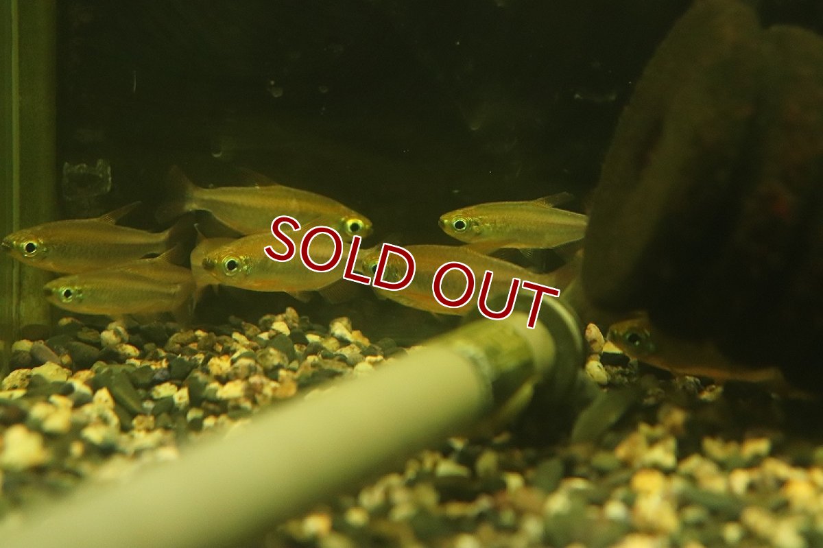 画像3: 【淡水魚】【通販】激爆安 激レア フェニックスコンゴテトラ KWILUリバー産 ワイルド【１匹 サンプル画像】(珍カラ)(生体)(熱帯魚)NKCK (3)