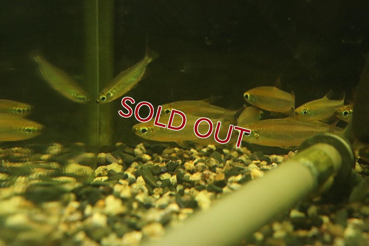 画像4: 【淡水魚】【通販】激爆安 激レア フェニックスコンゴテトラ KWILUリバー産 ワイルド【１匹 サンプル画像】(珍カラ)(生体)(熱帯魚)NKCK (4)