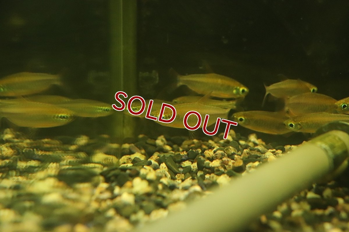 画像5: 【淡水魚】【通販】激爆安 激レア フェニックスコンゴテトラ KWILUリバー産 ワイルド【１匹 サンプル画像】(珍カラ)(生体)(熱帯魚)NKCK (5)