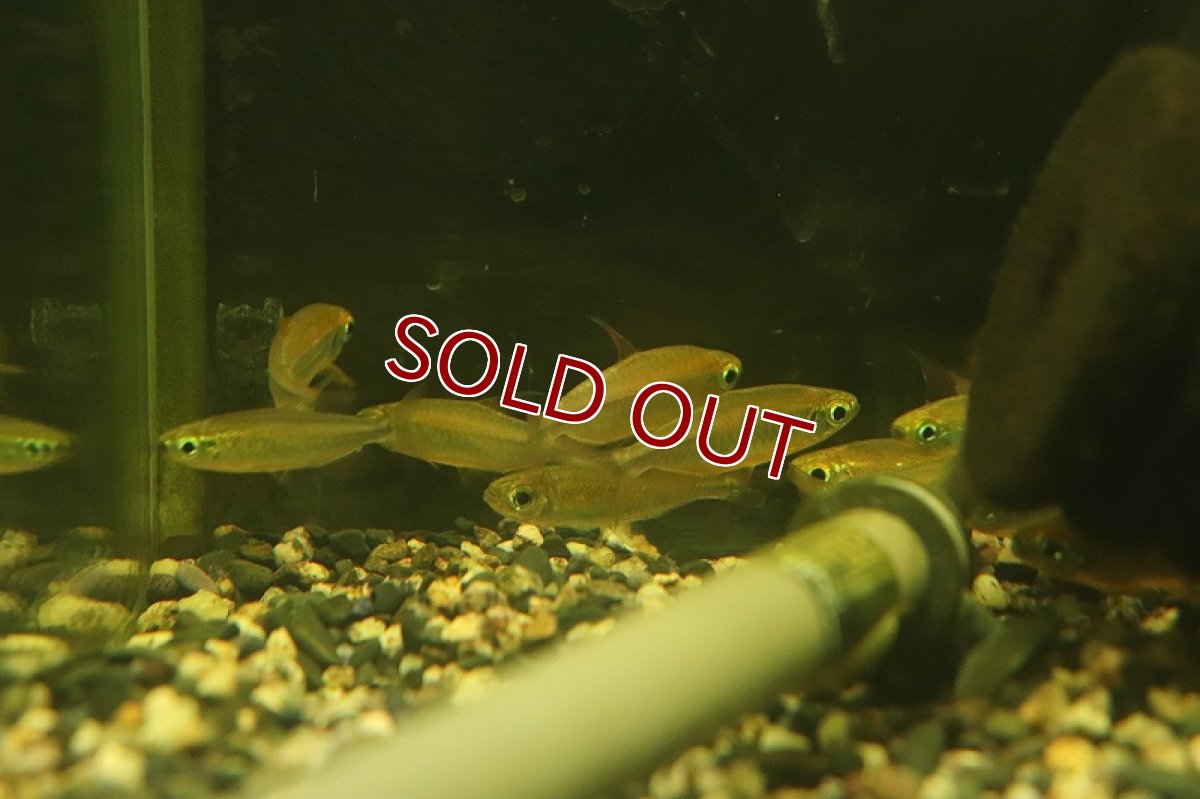 画像6: 【淡水魚】【通販】激爆安 激レア フェニックスコンゴテトラ KWILUリバー産 ワイルド【１匹 サンプル画像】(珍カラ)(生体)(熱帯魚)NKCK (6)