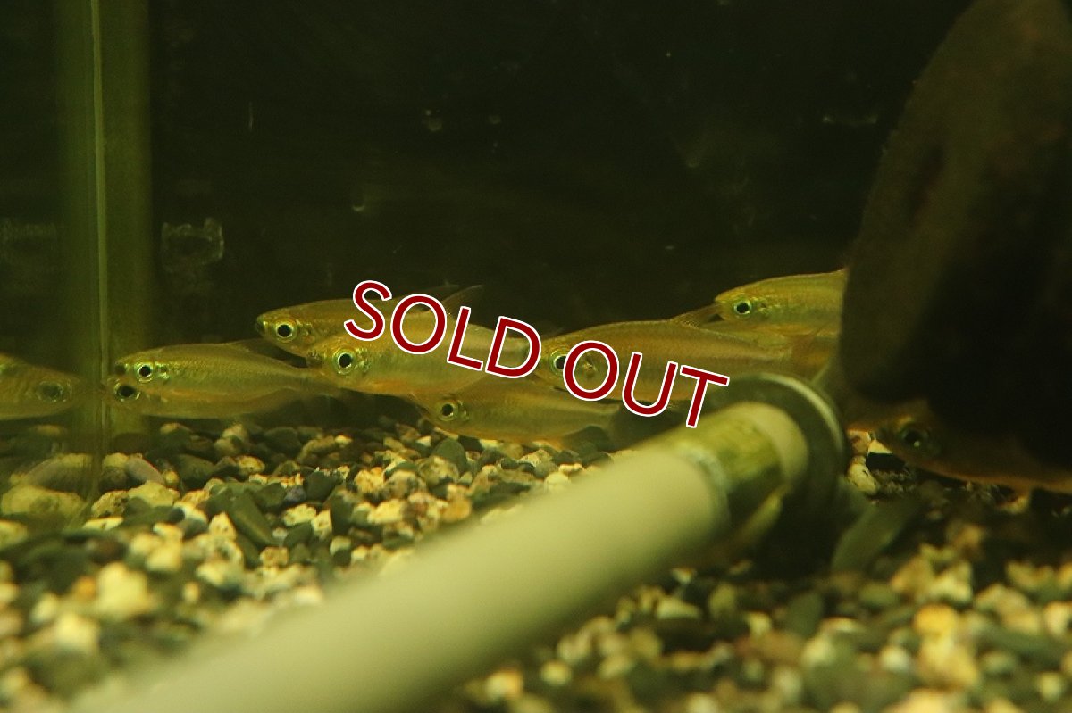 画像7: 【淡水魚】【通販】激爆安 激レア フェニックスコンゴテトラ KWILUリバー産 ワイルド【１匹 サンプル画像】(珍カラ)(生体)(熱帯魚)NKCK (7)