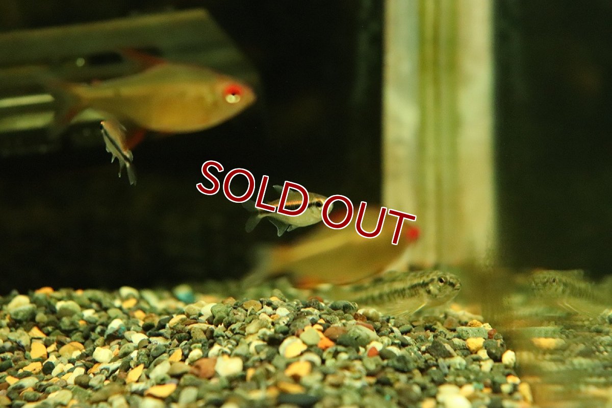 画像2: 【淡水魚】ハイフェソブリコン ビルマエテトラ ワイルド【１匹 サンプル画像】(珍カラ)(生体)(熱帯魚)NKCK (2)