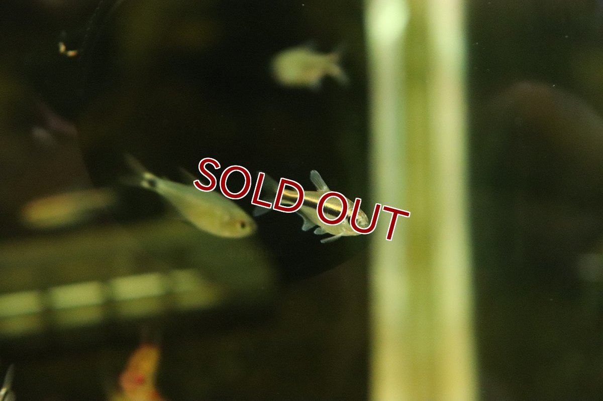 画像3: 【淡水魚】ハイフェソブリコン ビルマエテトラ ワイルド【１匹 サンプル画像】(珍カラ)(生体)(熱帯魚)NKCK (3)