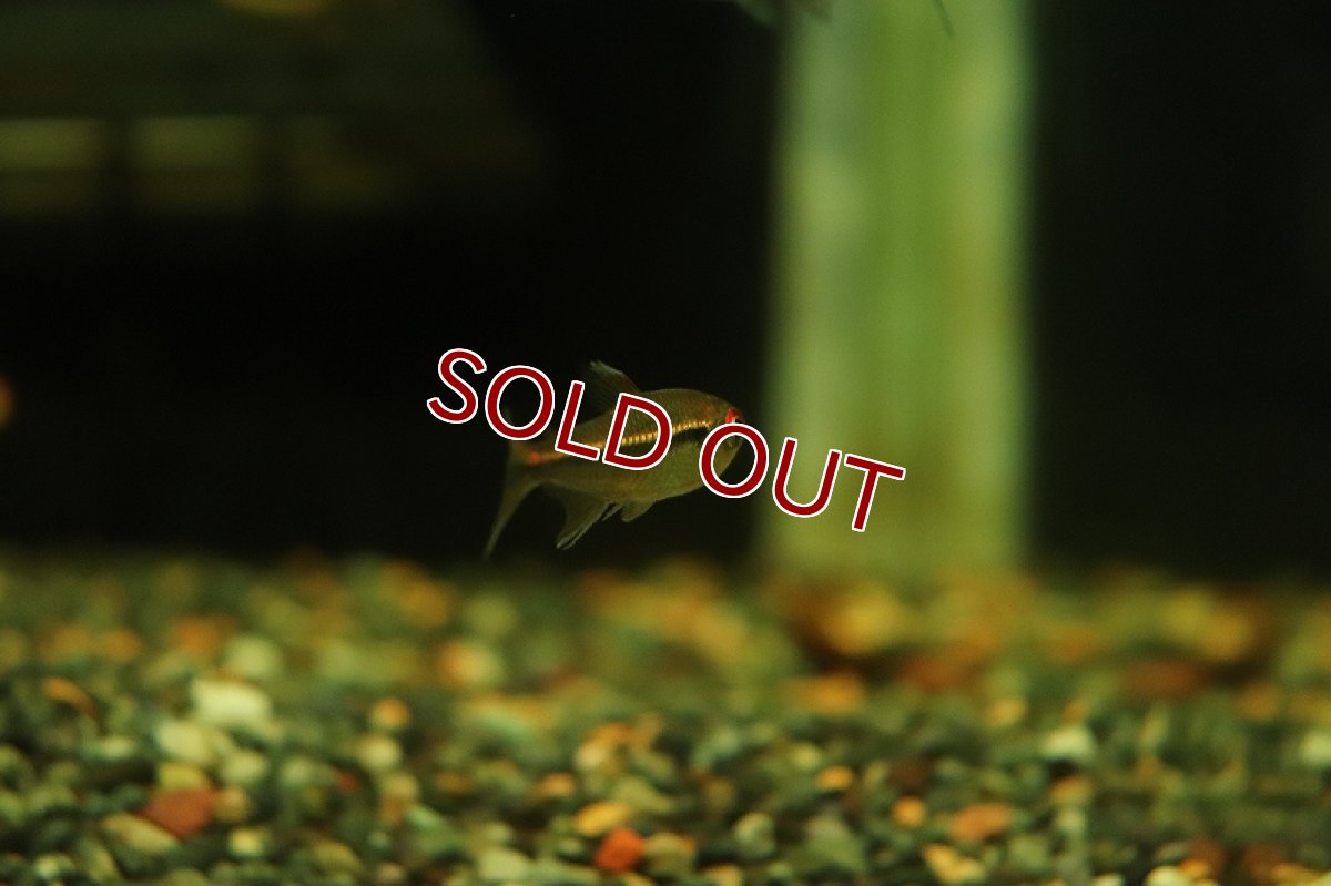 画像3: 【淡水魚】数量限定激安 激レア ハイフェソブリコン アマパエンシス アマパ産 ワイルド【1匹 サンプル画像】(珍カラ)(生体)(熱帯魚)NKCK (3)