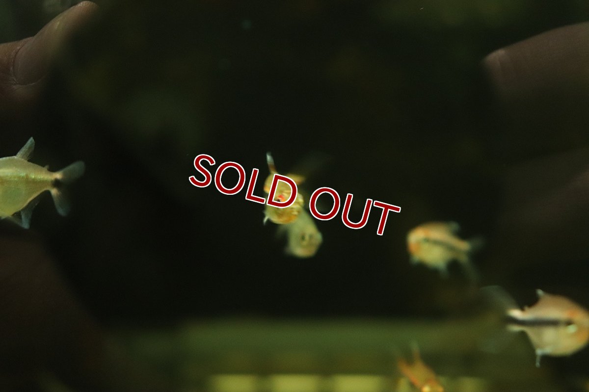 画像4: 【淡水魚】数量限定激安 激レア ハイフェソブリコン アマパエンシス アマパ産 ワイルド【1匹 サンプル画像】(珍カラ)(生体)(熱帯魚)NKCK (4)