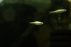 画像1: 【淡水魚】【通販】激レア フルプラチナ ディグラムスペンシル アマパ産 ワイルド【１匹 サンプル画像】(珍カラ)(生体)(熱帯魚)NKCK (1)
