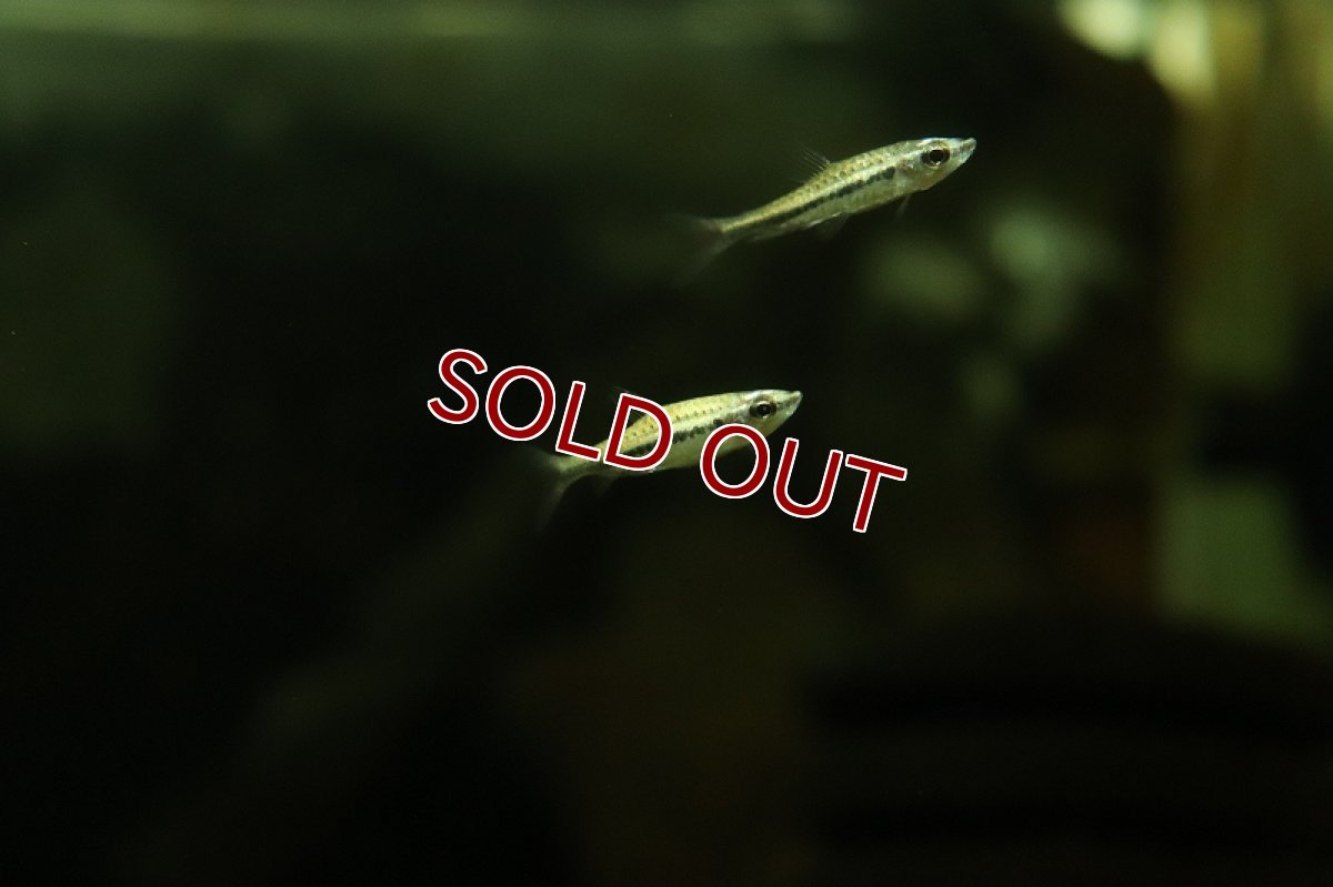 画像2: 【淡水魚】激レア フルプラチナ ディグラムスペンシル アマパ産 ワイルド【１匹 サンプル画像】(珍カラ)(生体)(熱帯魚)NKCK (2)