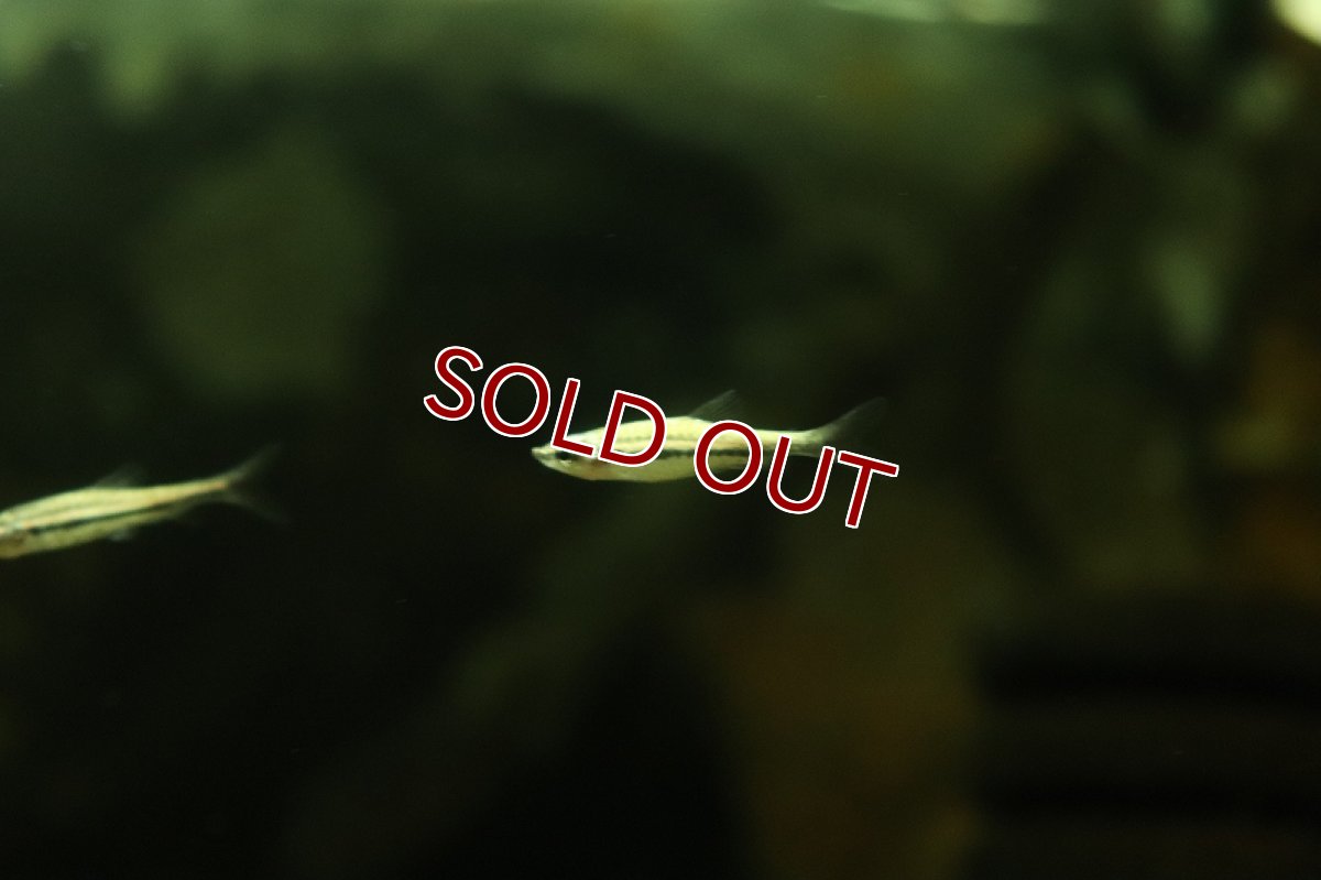 画像3: 【淡水魚】激レア フルプラチナ ディグラムスペンシル アマパ産 ワイルド【１匹 サンプル画像】(珍カラ)(生体)(熱帯魚)NKCK (3)