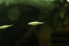 画像3: 【淡水魚】【通販】激レア フルプラチナ ディグラムスペンシル アマパ産 ワイルド【１匹 サンプル画像】(珍カラ)(生体)(熱帯魚)NKCK (3)