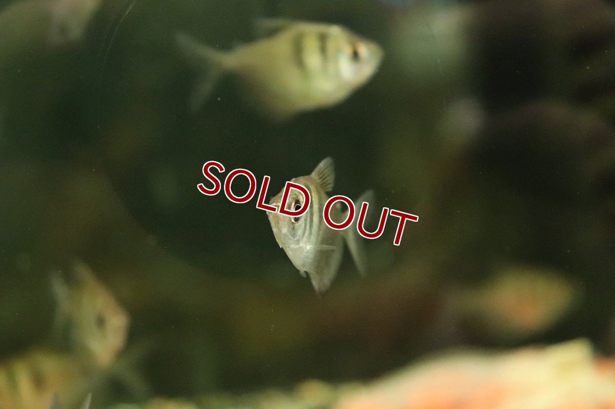 画像2: 【淡水魚】表示価格より半額 ブラックテトラ パンタナール産 ワイルド【１匹 サンプル画像】(珍カラ)(生体)(熱帯魚)NKCK (2)