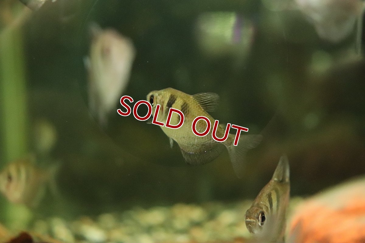 画像3: 【淡水魚】表示価格より半額 ブラックテトラ パンタナール産 ワイルド【１匹 サンプル画像】(珍カラ)(生体)(熱帯魚)NKCK (3)