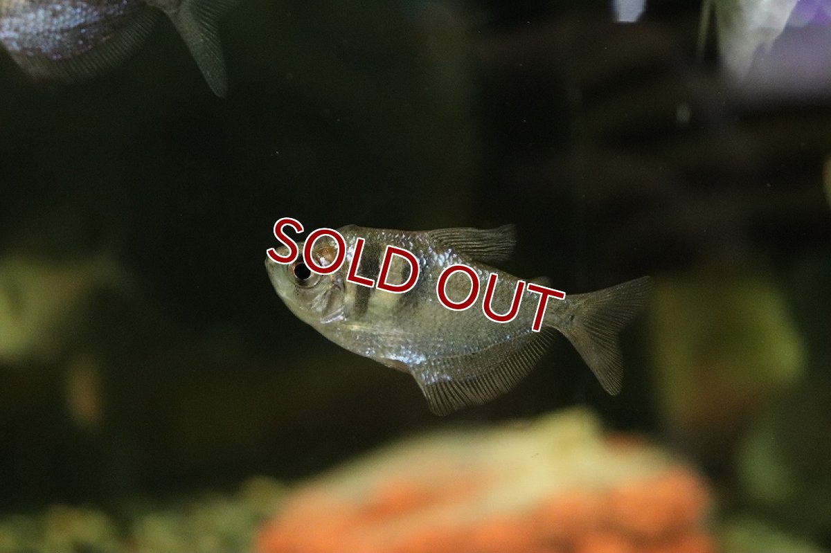 画像4: 【淡水魚】表示価格より半額 ブラックテトラ パンタナール産 ワイルド【１匹 サンプル画像】(珍カラ)(生体)(熱帯魚)NKCK (4)