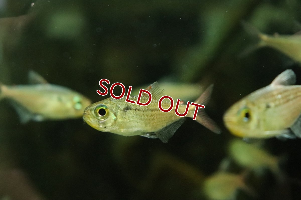 画像2: 【淡水魚】激レア レッドテールダイヤモンドコギャルテトラ リオジュルエナ産 ワイルド【1匹 サンプル画像】(珍カラ)(生体)(熱帯魚)NKCK (2)