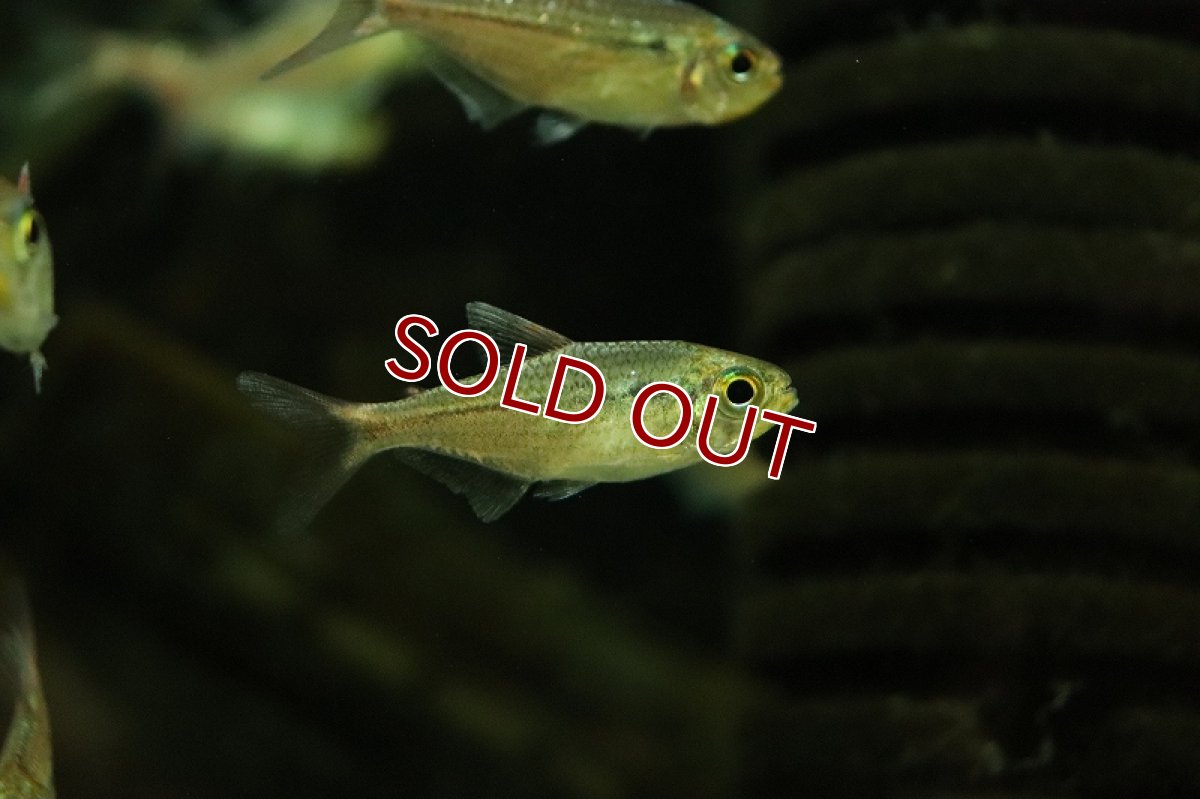 画像3: 【淡水魚】激レア レッドテールダイヤモンドコギャルテトラ リオジュルエナ産 ワイルド【1匹 サンプル画像】(珍カラ)(生体)(熱帯魚)NKCK (3)