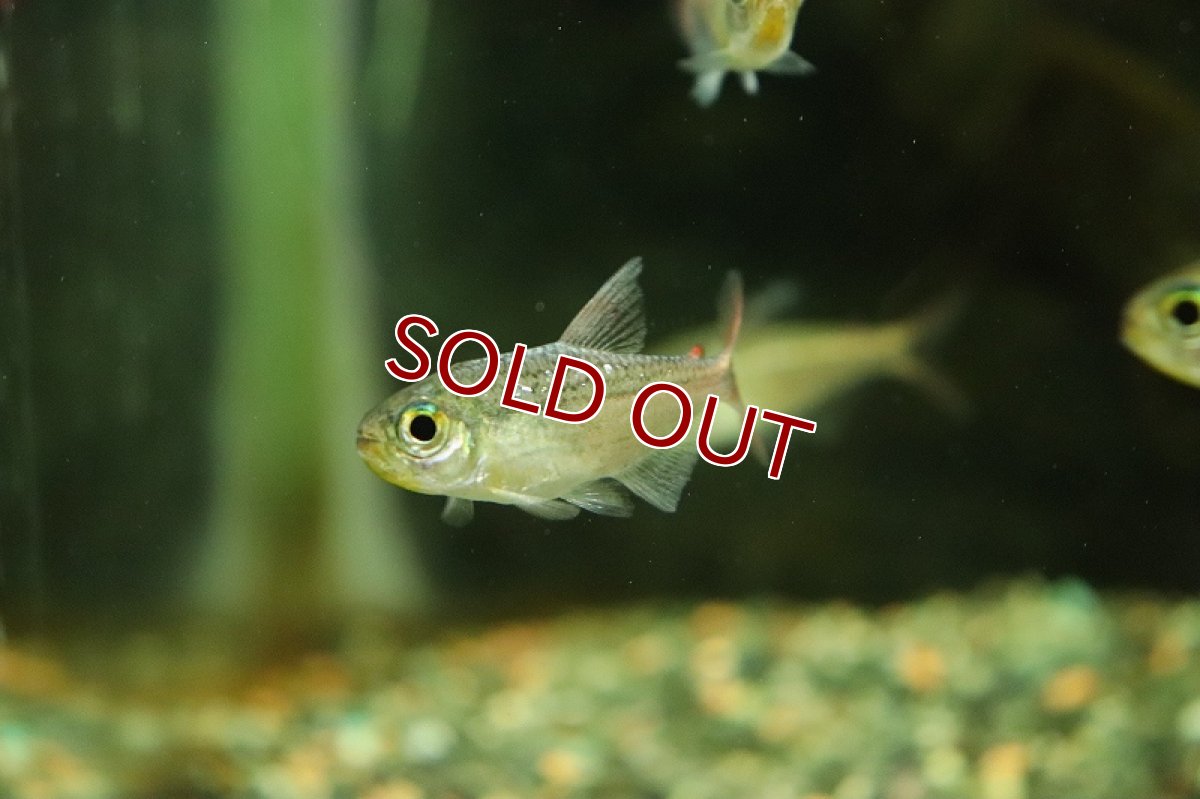 画像4: 【淡水魚】激レア レッドテールダイヤモンドコギャルテトラ リオジュルエナ産 ワイルド【1匹 サンプル画像】(珍カラ)(生体)(熱帯魚)NKCK (4)