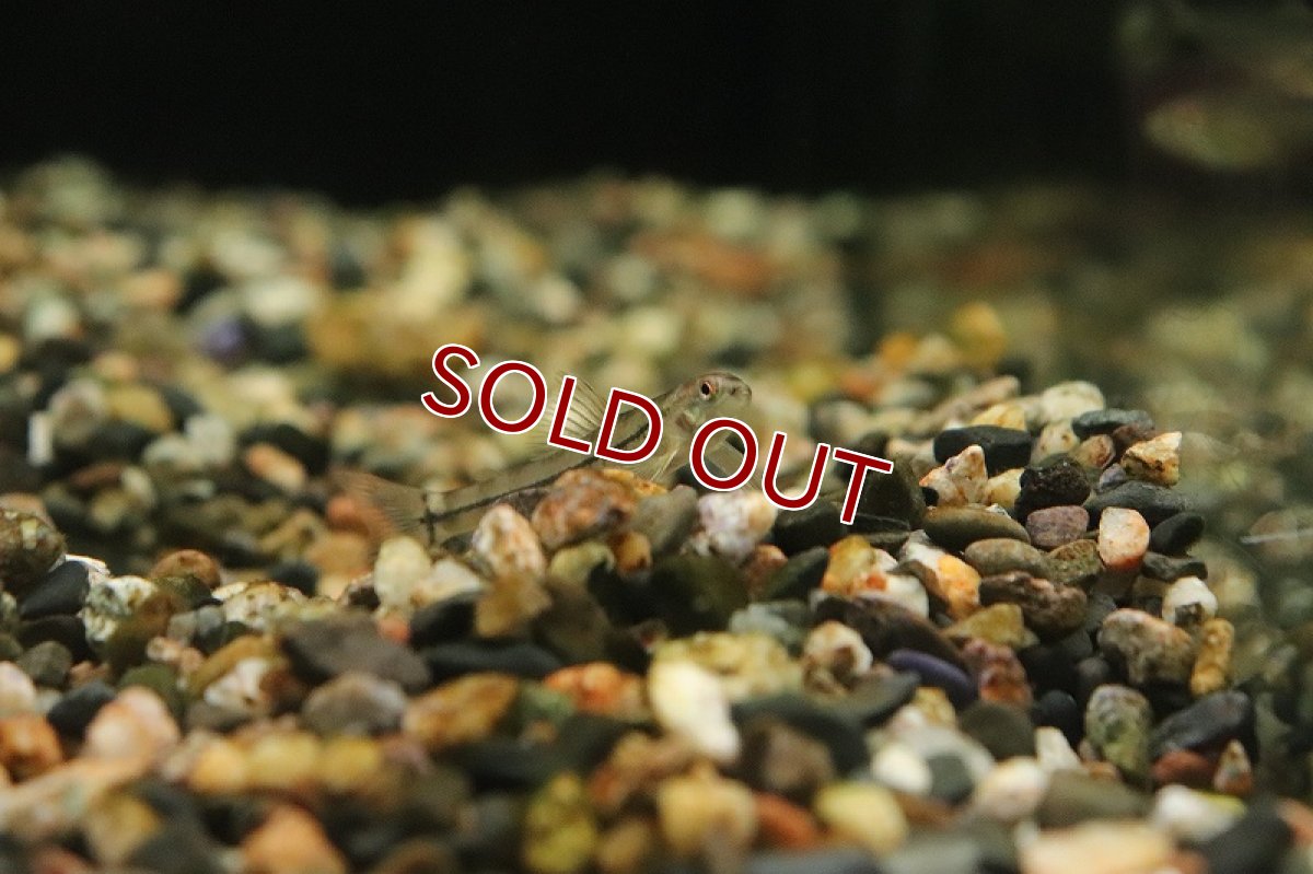 画像2: 【淡水魚】激レア ロンドニアマーブルジェットダータ ワイルド【個体販売】(珍カラ)(生体)(熱帯魚)NKCK (2)