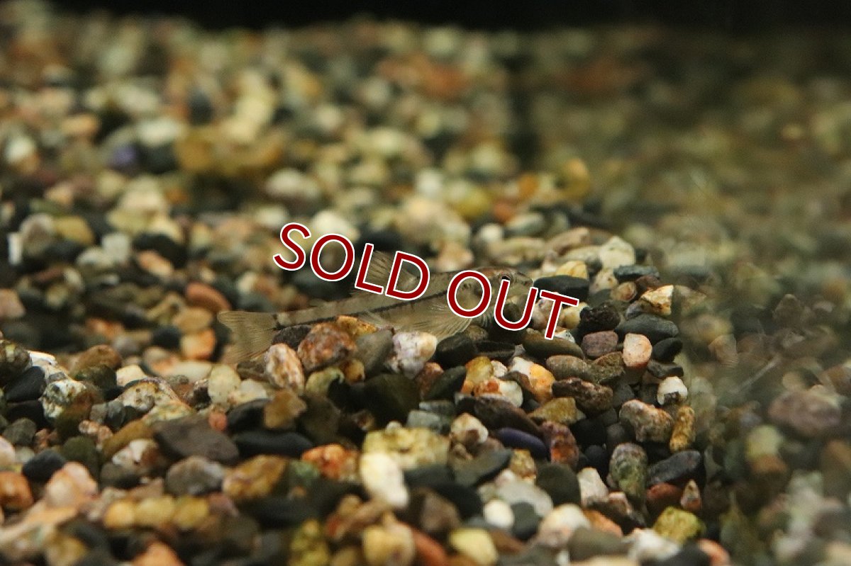 画像3: 【淡水魚】激レア ロンドニアマーブルジェットダータ ワイルド【個体販売】(珍カラ)(生体)(熱帯魚)NKCK (3)