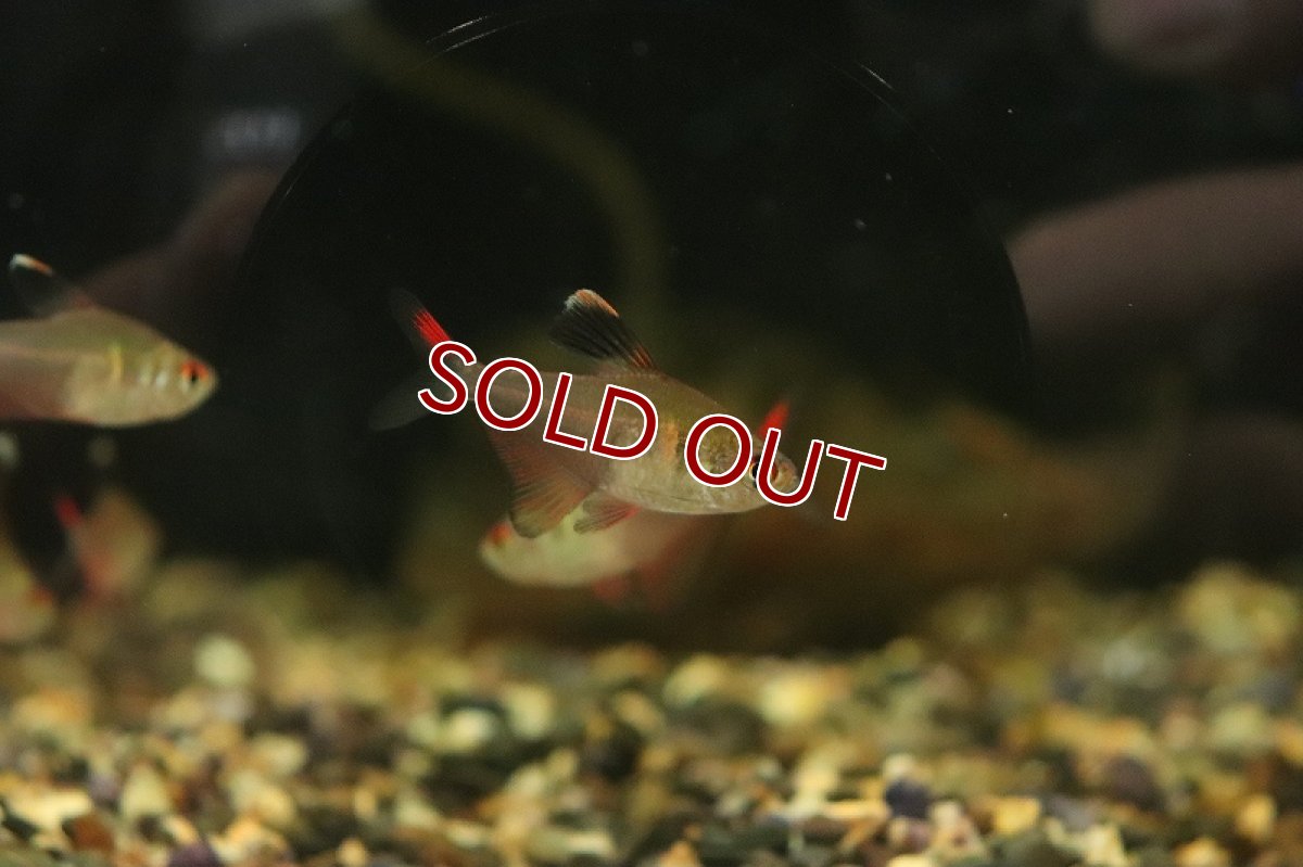 画像2: 【淡水魚】コバルトロージーテトラ リオネグロ産 ワイルド【１匹 サンプル画像】(珍カラ)(生体)(熱帯魚)NKCK (2)