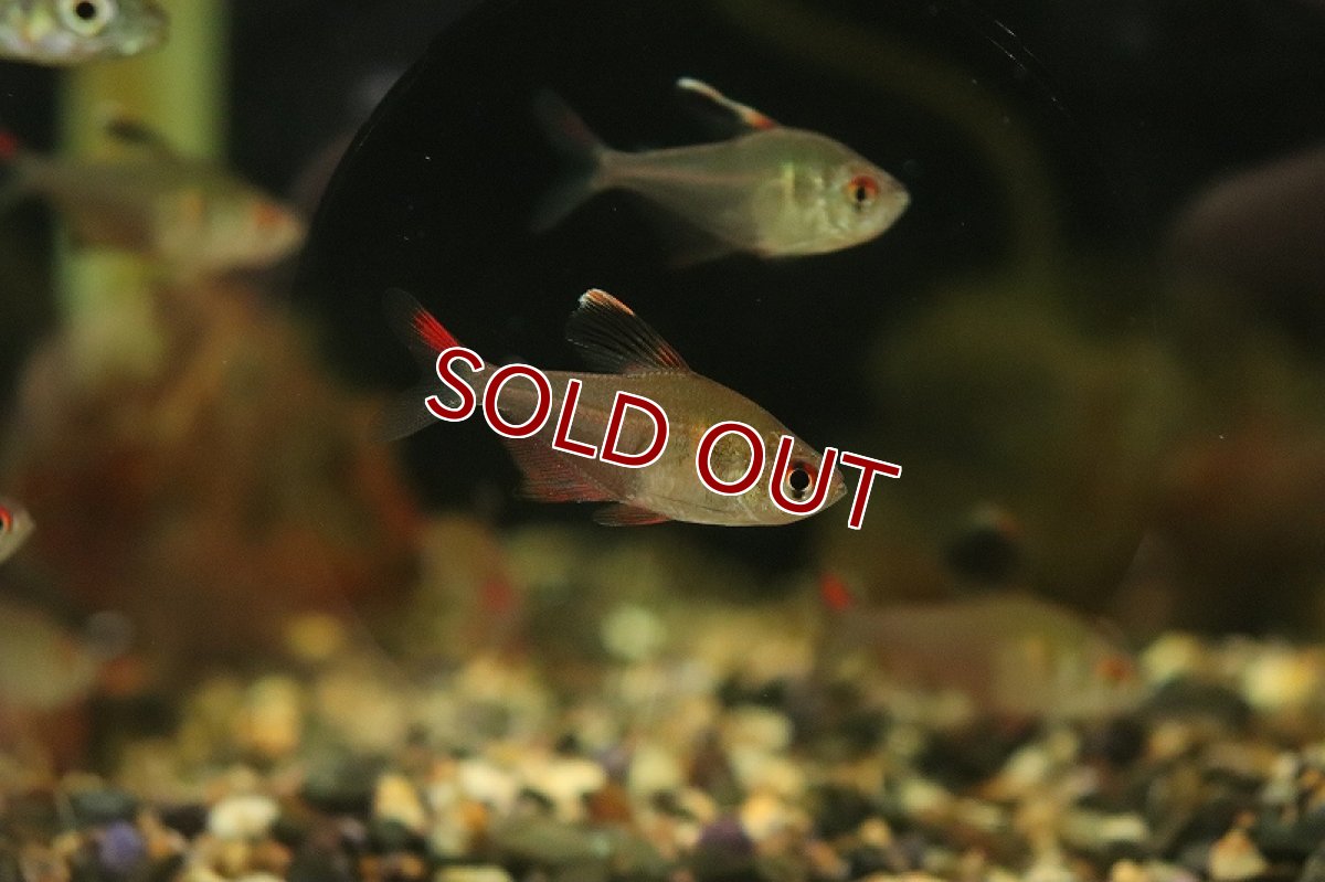 画像3: 【淡水魚】コバルトロージーテトラ リオネグロ産 ワイルド【１匹 サンプル画像】(珍カラ)(生体)(熱帯魚)NKCK (3)
