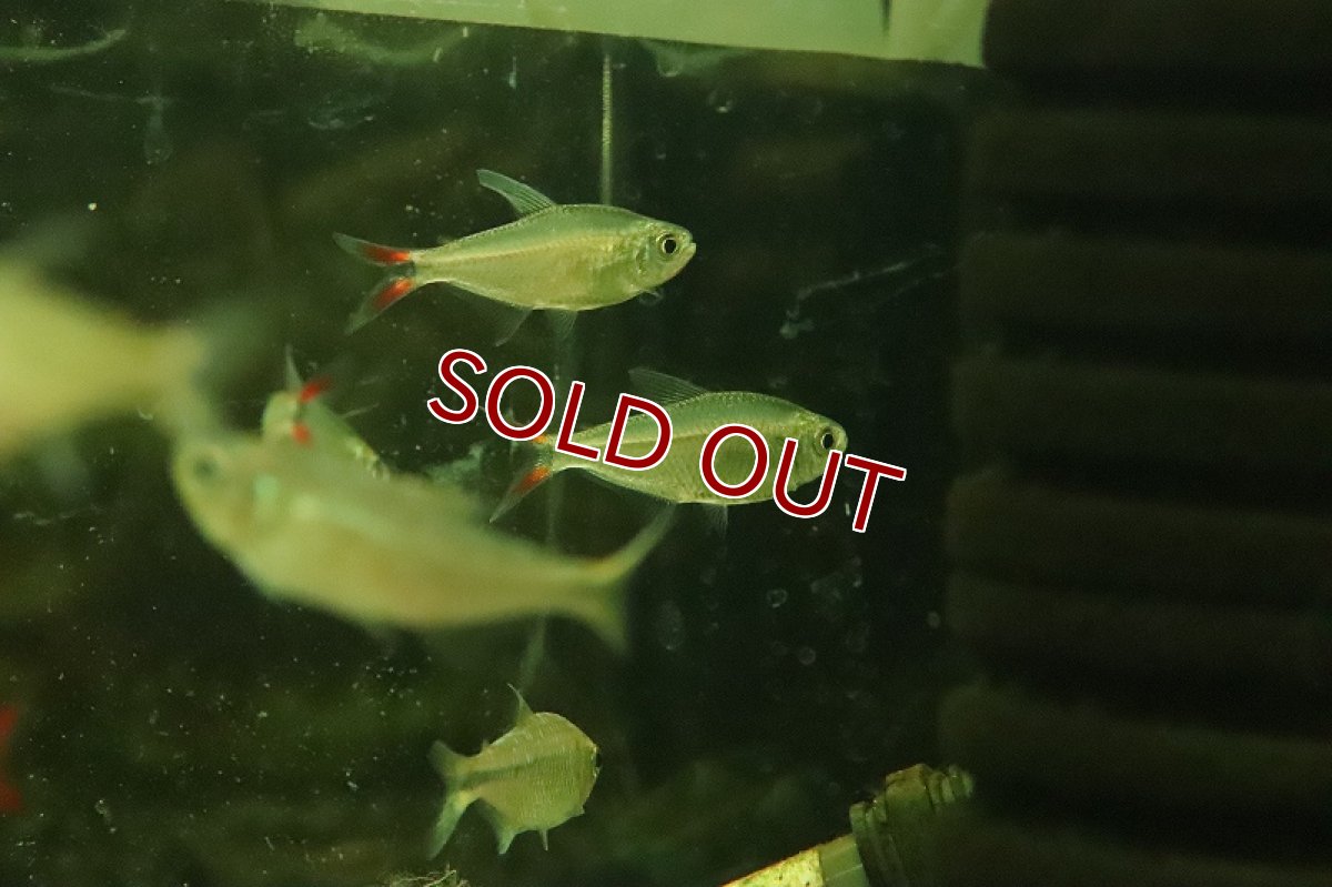 画像2: 【淡水魚】激レア レッドテールダイヤモンドアスティアナックス マットグロッソ産 ワイルド【１匹 サンプル画像】(珍カラ)(生体)(熱帯魚)NKCK (2)