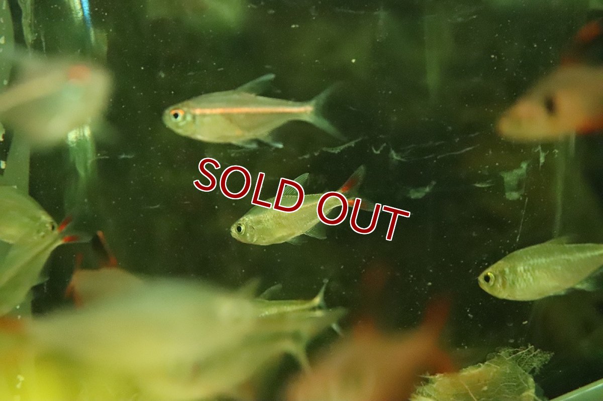 画像3: 【淡水魚】激レア レッドテールダイヤモンドアスティアナックス マットグロッソ産 ワイルド【１匹 サンプル画像】(珍カラ)(生体)(熱帯魚)NKCK (3)