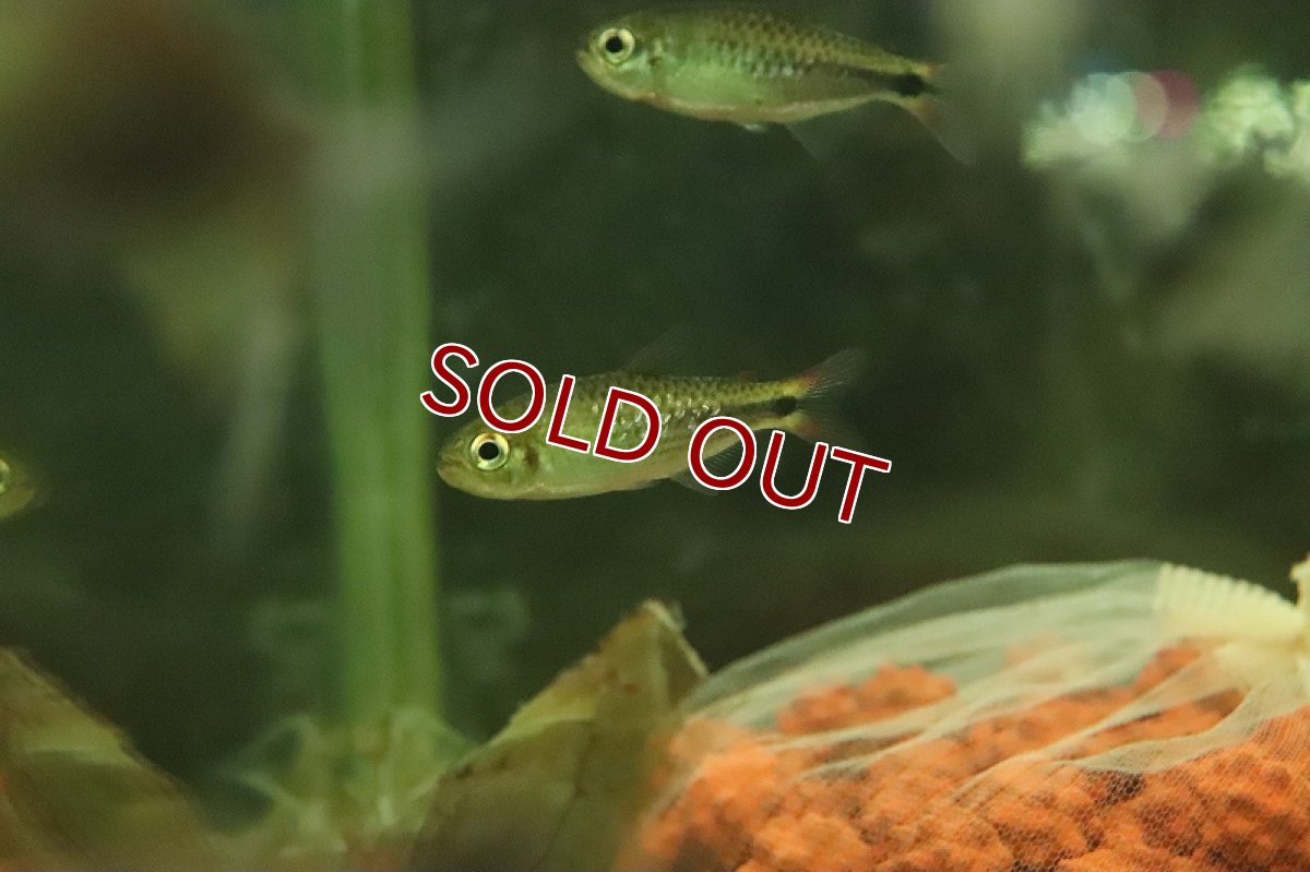 画像2: 【淡水魚】ダイヤモンドイエローコギャルテトラ アッパージュルエナ産 ワイルド【１匹 サンプル画像】(珍カラ)(生体)(熱帯魚)NKCK (2)