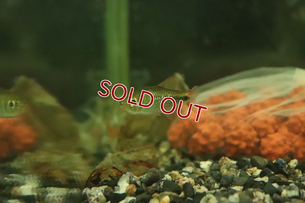 画像3: 【淡水魚】ダイヤモンドイエローコギャルテトラ アッパージュルエナ産 ワイルド【１匹 サンプル画像】(珍カラ)(生体)(熱帯魚)NKCK (3)