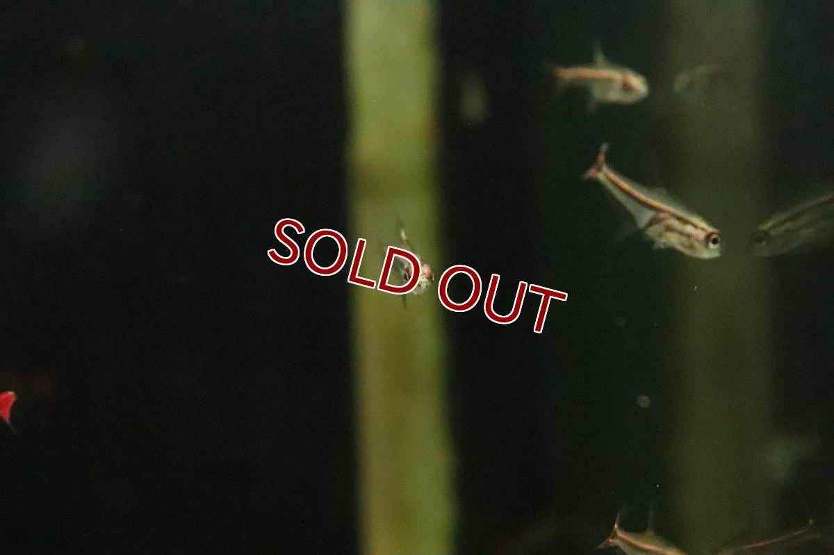 画像2: 【淡水魚】【通販】レア種 ニューグローコールテトラ ワイルド【１匹 サンプル画像】(珍カラ)(生体)(熱帯魚)NKCK (2)