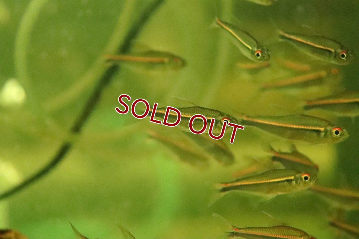 画像2: 【淡水魚】大特価 ハイフェソブリコン cf ペルビアンカイザーテトラ ペルー産 ワイルド【１匹 サンプル画像】(珍カラ)(生体)(熱帯魚)NKCK (2)